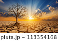 The tree stood dry and dead on cracked soil in arid areas of the landscape 113354168