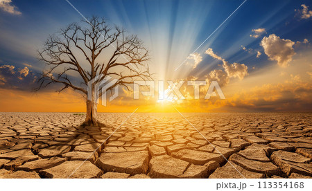 The tree stood dry and dead on cracked soil in arid areas of the landscape The tree stood dry and dead on cracked soil in arid areas of the landscape 113354168