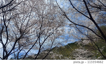桜が満開で~す 桜が満開で~す 113354662