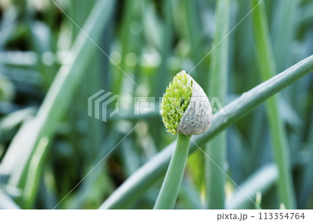 Detail of bunching onion Detail of bunching onion 113354764
