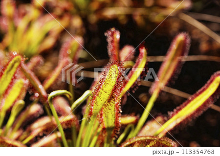 Drosera carnivorous plant Drosera carnivorous plant 113354768