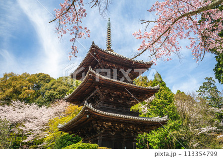 Onjoji temple, or Miidera, with cherry blossom at Mount Hiei in Otsu city in Shiga, Japan 113354799