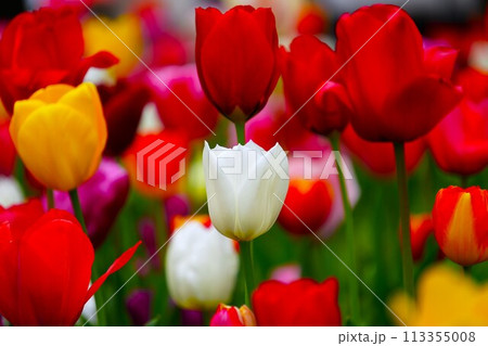 チューリップ チューリップ 113355008