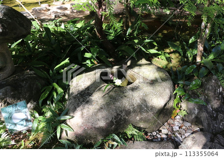 大洲 臥竜山荘 大洲 臥竜山荘 113355064