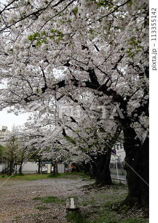 公園の桜 113355142