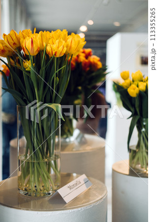 Vibrant Yellow and Red-Striped Tulips in Exhibition 113355265