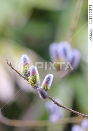 ネコヤナギ 113355371