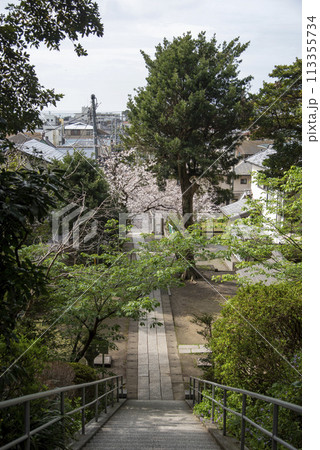 鎌倉244 甘縄神社2 桜 鎌倉244 甘縄神社2 桜 113355734