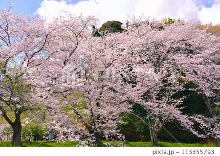 満開の桜の木々 113355793