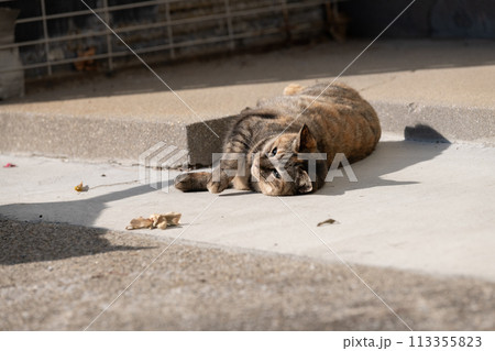 外で寝ころがる猫 外で寝ころがる猫 113355823