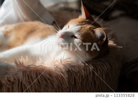 窓辺でくつろぐ猫 茶トラ白 窓辺でくつろぐ猫 茶トラ白 113355828