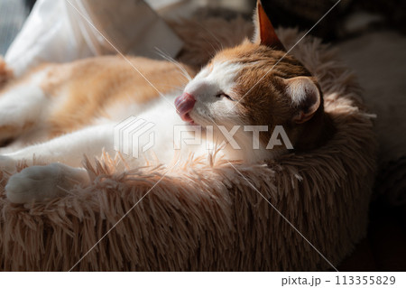 窓辺でくつろぐ猫 茶トラ白 窓辺でくつろぐ猫 茶トラ白 113355829