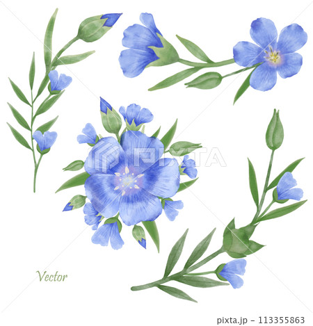 Beautiful Watercolor Flax Flowers - Spring Botanical Design Beautiful Watercolor Flax Flowers - Spring Botanical Design 113355863