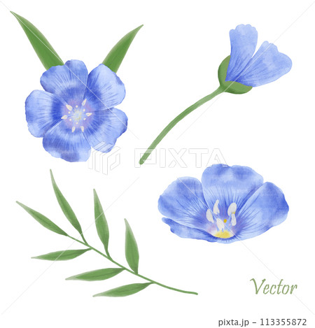 Beautiful Watercolor Flax Flowers - Spring Botanical Design 113355872
