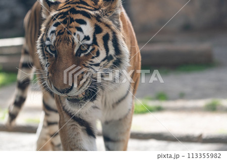 カッコいいトラ カッコいいトラ 113355982