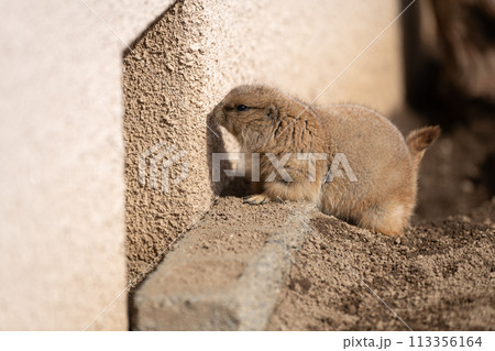 プレーリードッグ プレーリードッグ 113356164