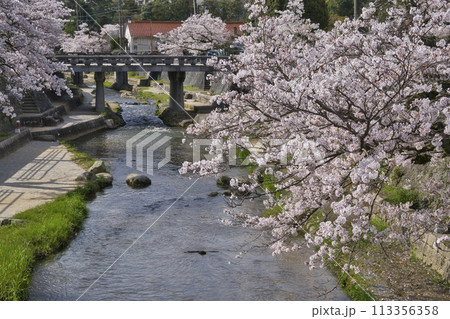 玉湯(玉造温泉)の桜並木 玉湯(玉造温泉)の桜並木 113356358