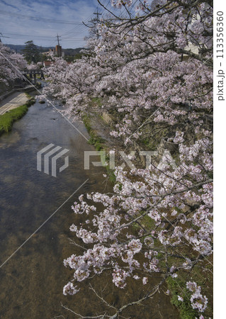 玉湯(玉造温泉)の桜並木 玉湯(玉造温泉)の桜並木 113356360