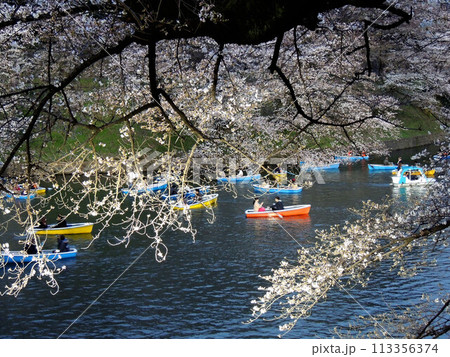サクラが満開の千鳥か淵 113356374