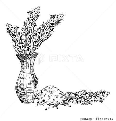 Hand drawn ink vector illustration, quinoa plant seeds, amaranth flower crop food farm agriculture. Composition isolated on white background. Design travel, brochure, print, cafe restaurant menu 113356543