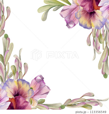 Hand drawn watercolor illustration victorian botanical flowers leaves. Pansy viola violet, ash maple keys seeds, green locust branch. Frame isolated on white background. Design wedding, love cards 113356549