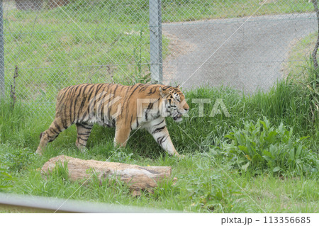 歩くとら 113356685