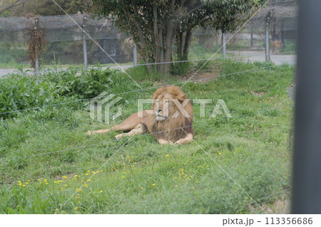 ライオン 113356686