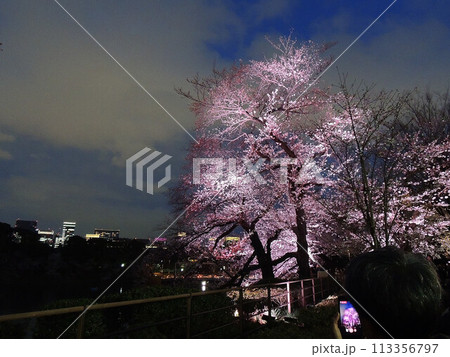 千鳥ヶ淵の桜と夜景 千鳥ヶ淵の桜と夜景 113356797