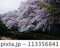 桜 113356841