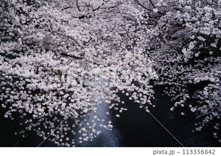 桜 113356842