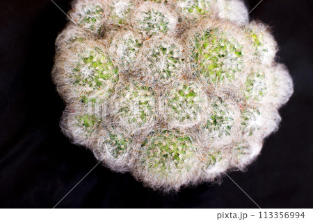 Fluffy cactus mammillaria - in pot, house plant 113356994