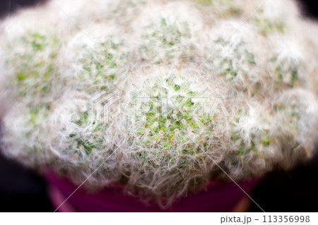 Fluffy cactus mammillaria - in pot, house plant 113356998