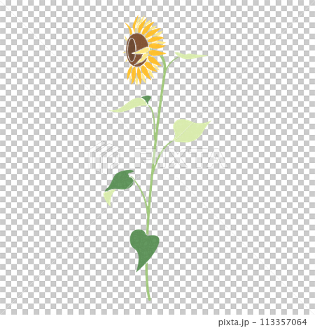 Single sunflower illustration, icon, horizontal sunflower Single sunflower illustration, icon, horizontal sunflower 113357064