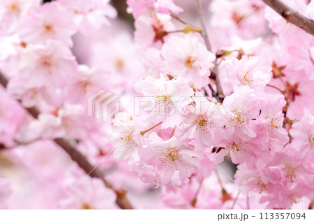 さくら咲く 113357094