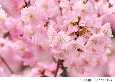 さくら咲く 113357103