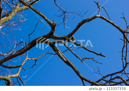 Dry branches without leaves against the blue sky Dry branches without leaves against the blue sky 113357358
