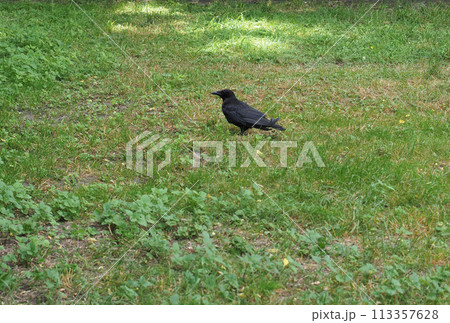 crow scient. name Corvus bird animal 113357628