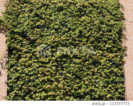 hanging garden vertical forest background 113357715