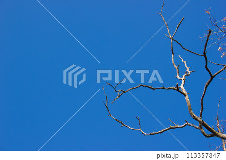 Dry branches without leaves against the blue sky 113357847