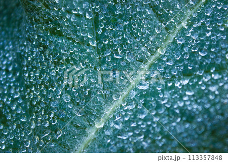 Dewdrops on leaf of grass in morning close-up, macro background Dewdrops on leaf of grass in morning close-up, macro background 113357848