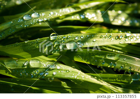 Dewdrops on leaf of grass in morning close-up, macro background 113357855