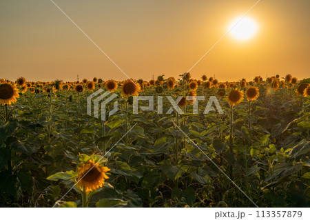 Field sunflowers in the warm light of the setting sun. Summer time. Concept agriculture oil production growing. 113357879