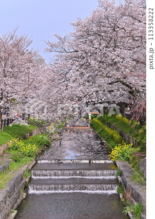 新河岸川の春　満開の桜並木　埼玉県　川越市 113358222
