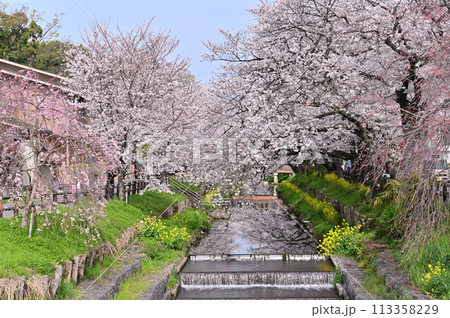新河岸川の春　満開の桜並木　埼玉県　川越市 113358229