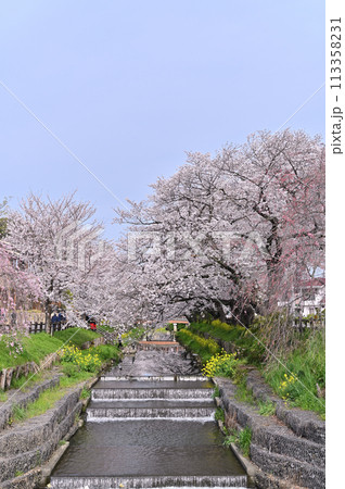 新河岸川の春　満開の桜並木　埼玉県　川越市 113358231