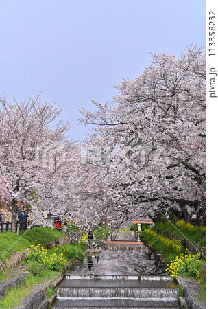 新河岸川の春　満開の桜並木　埼玉県　川越市 113358232