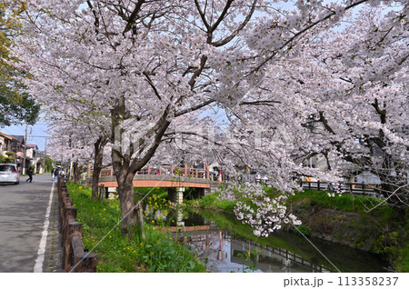 新河岸川の春　満開の桜並木　埼玉県　川越市 113358237