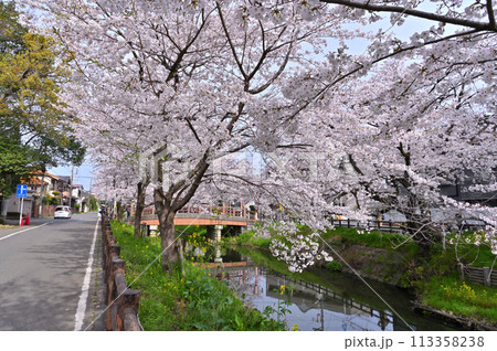新河岸川の春 満開の桜並木 埼玉県 川越市 新河岸川の春 満開の桜並木 埼玉県 川越市 113358238