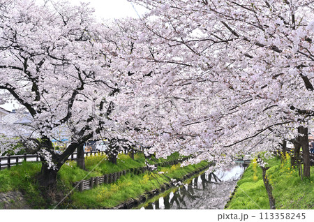 新河岸川の春　満開の桜並木　埼玉県　川越市 113358245