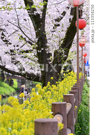 新河岸川の春　満開の桜並木　埼玉県　川越市 113358250